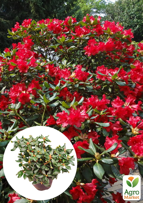 

Рододендрон 3-х летний вечнозеленый Elizabeth вазон С5, высота куста 30-40см