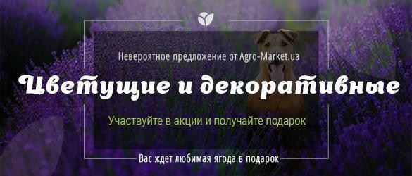 Получайте любимую ягоду в подарок при покупке саженцев цветущих и декоративных Получайте любимую ягоду в подарок при покупке саженцев цветущих и декоративных