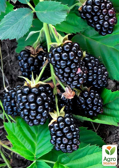 

Ожина Оркан (Orcan) (ранній термін дозрівання)