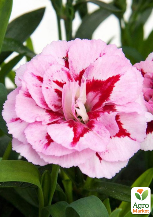 

Гвоздика Махровая Oscar Purple Star (контейнер № 10, высота 10 см)