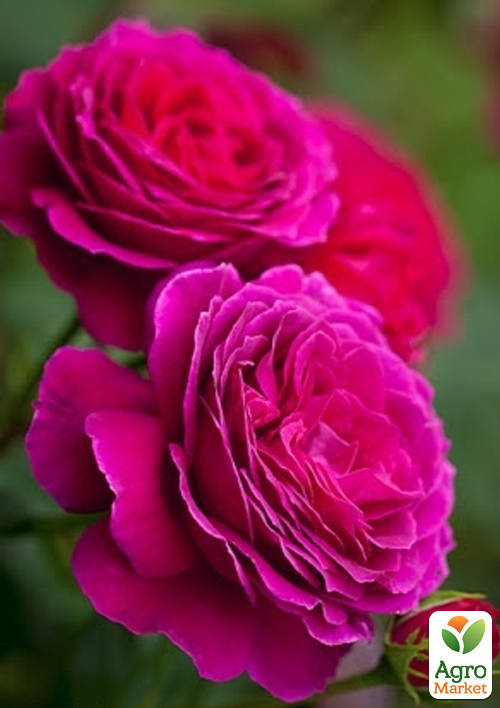 

Роза чайно-гибридная Биг Перпл (саженец класса АА+) высший сорт