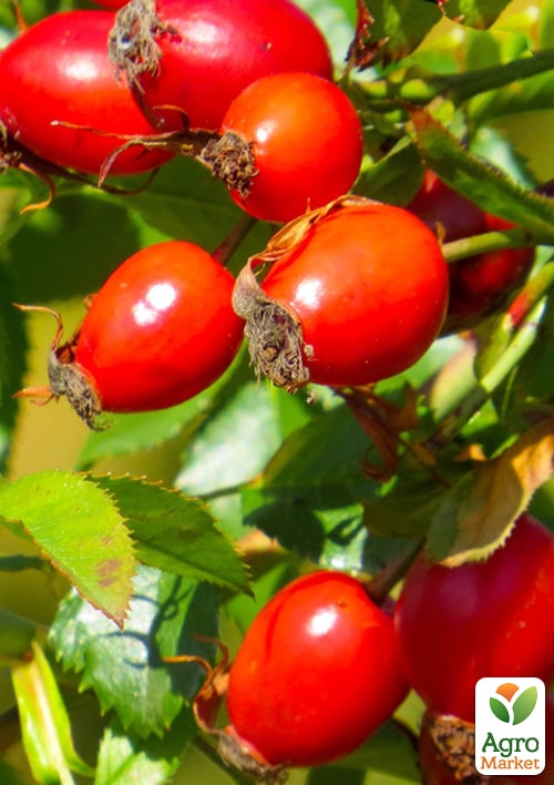 

Шипшина ягідна безшипна Глобус (полівітамінний, великоплідний, морозостійкий сорт)