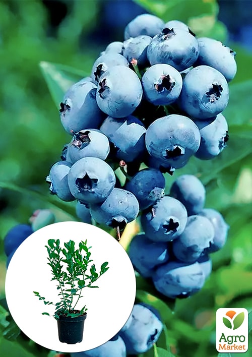 

Лохина (чорниця садова) 2 роки Блюджей (ранній термін дозрівання) С2 висота 50-60см