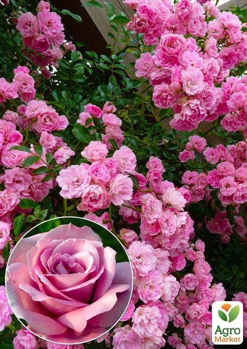 

Эксклюзив! Роза английская плетистая розовая Маршмеллоу (Marshmallow) (саженец класса АА+, премиальный морозостойкий сорт)