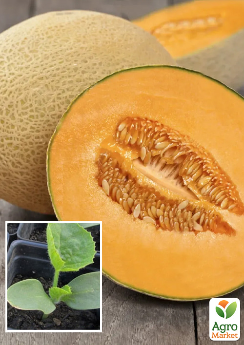 

Рассада Дыня «Флоренция F1» (фермерское взращивание), 1шт в упаковке