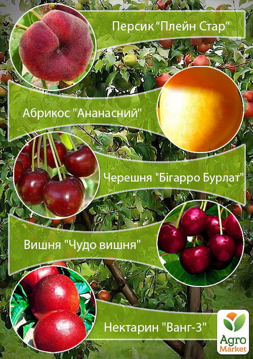 

Дерево-сад Мультифрукт Персик1+Абрикос+Черешня+Вишня+Персик2