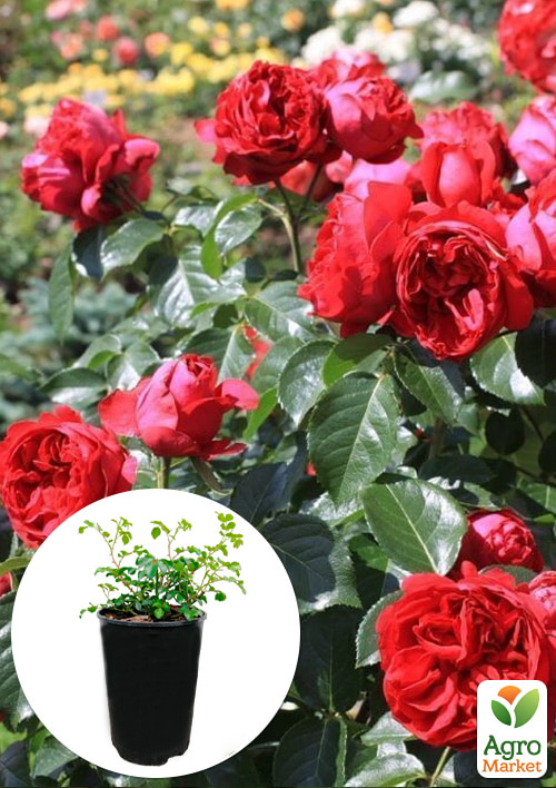

Роза в контейнере парковая Red Eden Rose (саженец класса АА+)