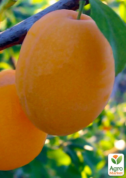 

Слива Любимая Млиева (летний сорт, ранний срок созревания)