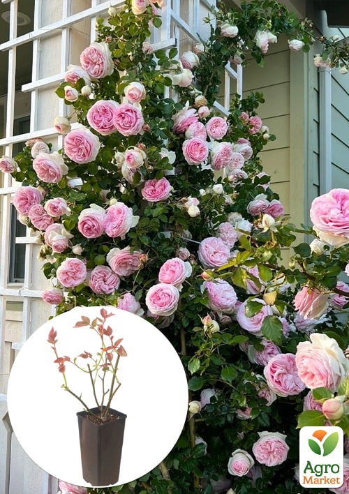 

Роза плетистая Eden Rose в контейнере, высший сорт