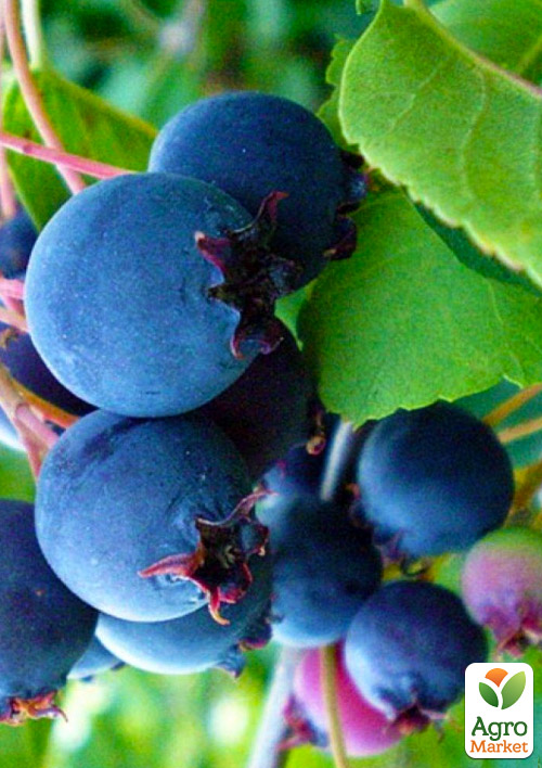 

Ирга ольхолистная Smoky (Смоуки) (самый высокоурожайный сорт)