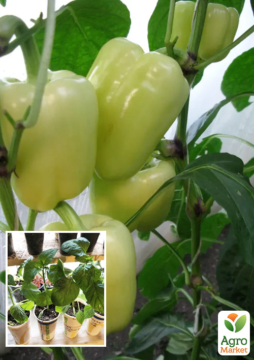 Рассада Перец сладкий «Блонди F1» (фермерское взращивание)