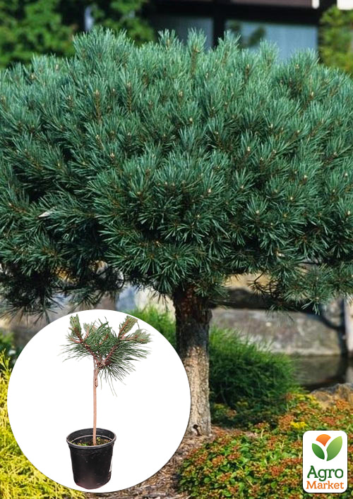 

Сосна на штамбі 3х літня Chantry Blue С1,5 (висота 30-40см)