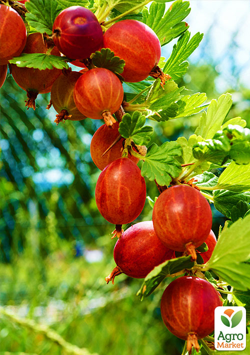 

Агрус Ласкавий (середньо-ранній термін дозрівання)