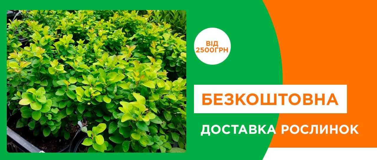 Акція! Безкоштовна доставка Акція! Безкоштовна доставка