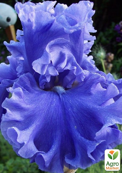 

Ирис бородатый крупноцветковый Lynette Blue
