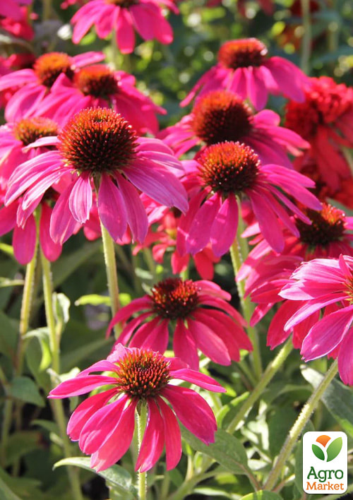 

Эхинацея 2-х летняя Pearl Magenta вазон С1.5