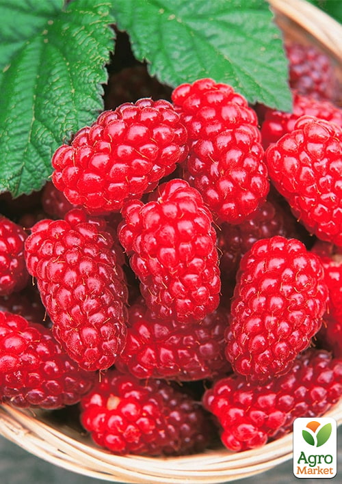 

Малина Благородна (средний срок созревания, высокоурожайный и бесшипый сорт) 1-летний саженец