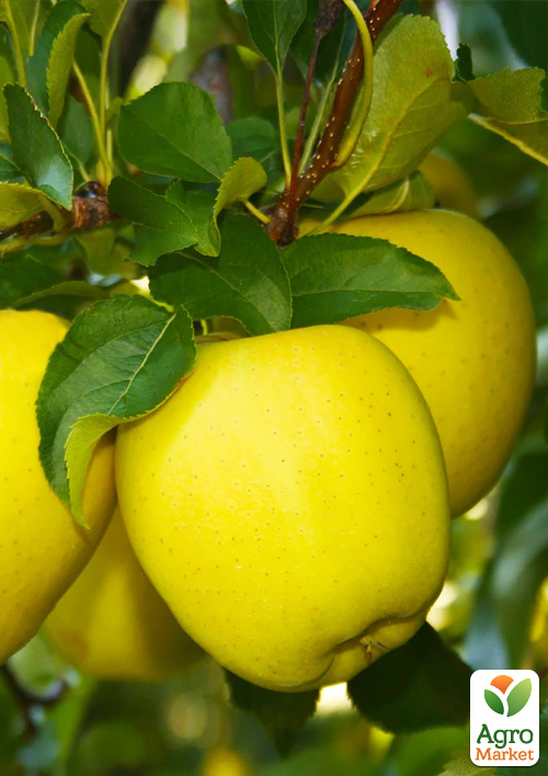 

Яблоня Голден Гибсон Смути (зимний сорт)