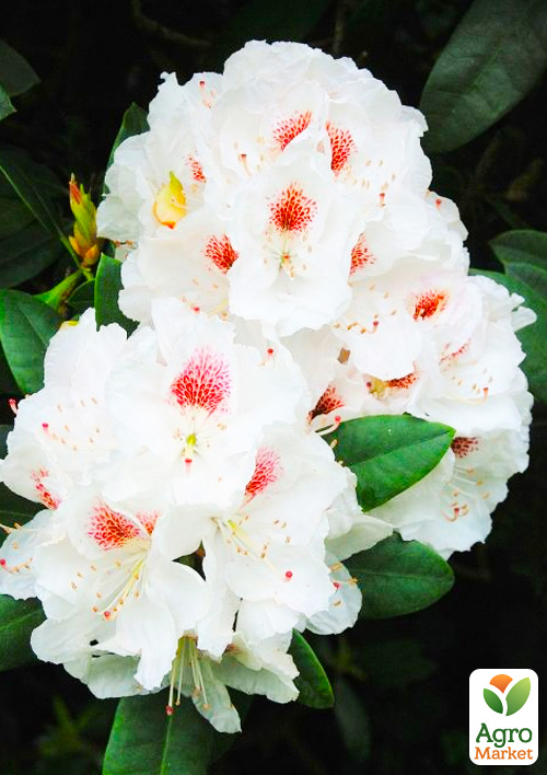 

Рододендрон гібридний Gartendirektor rieger