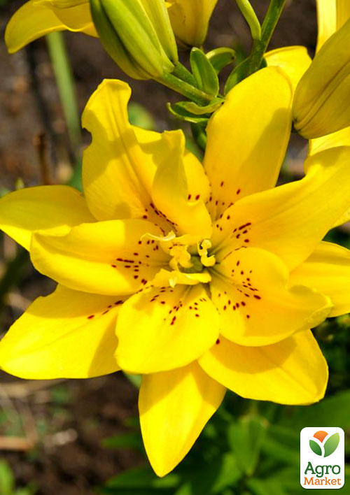 

Лілія Fata Morgana 1шт в упаковці