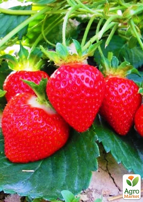 

Полуниця Корі (Cory) (великоплідний сорт, високі смакові якості, середній термін дозрівання)