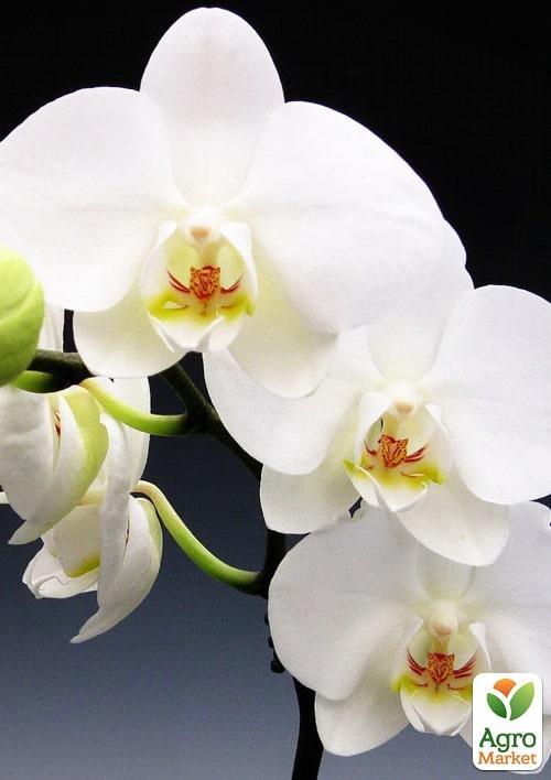 Орхидея Мини (Phalaenopsis) "White" 1 саженец в упаковке (комнатный) Нидерланды
