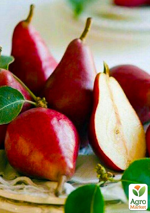 

Ексклюзив! Груша червоно-рожева Вогник (The light) (преміальний, посухостійкий сорт)