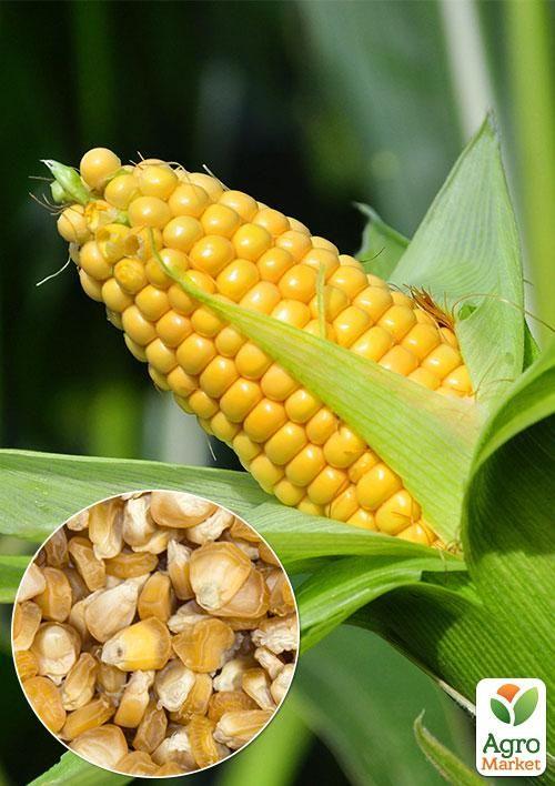 

На вагу Кукурудза Суперсолодка ТМ Весна ціна за 40г