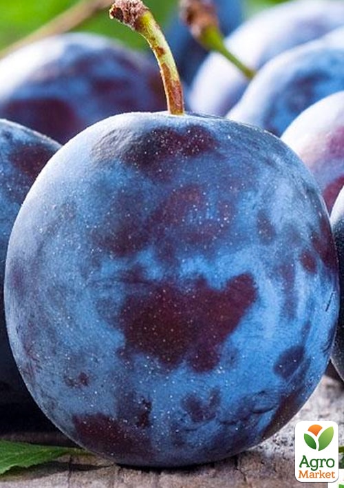 

Слива Кубанская ранняя (летний сорт, ранний срок созревания)