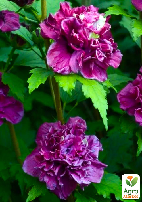 

Гібіскус деревовидний махровий French Cabaret Purple