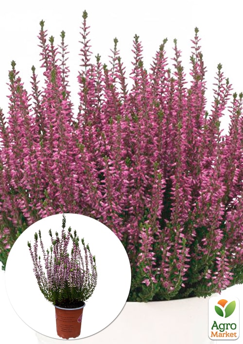 

Вереск обыкновенный Frosien