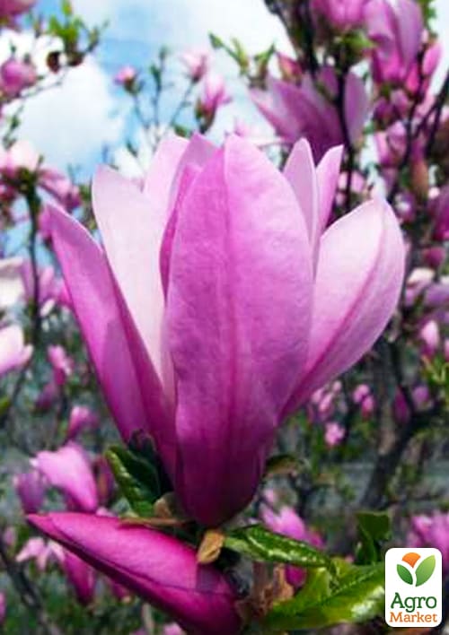 

Ексклюзив! Магнолія ніжно-рожева Алевтина (Alevtina) (преміальний, хворобостійкий, рясноквітучий)