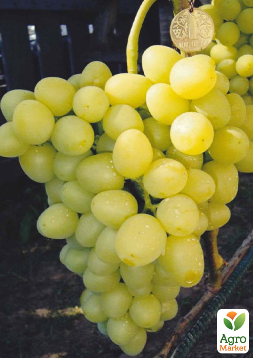 

Виноград Блондинка (ранний, сочный, сладкий мускат)