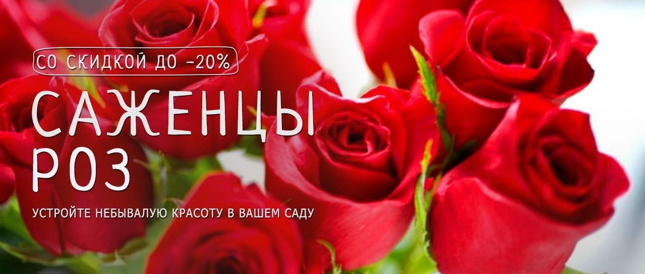 Акция! Приятная скидка на саженцы прекрасных роз Акция! Приятная скидка на саженцы прекрасных роз