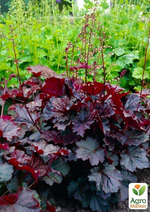 

Гейхера (Heuchera) Palace Purple 1 шт