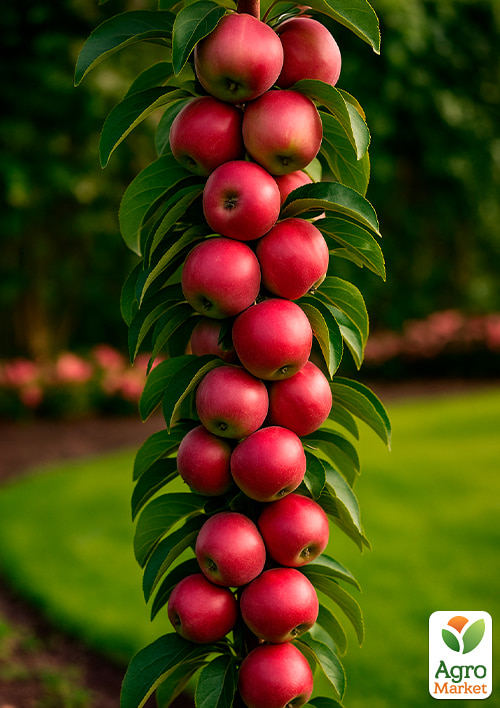 

Яблоня колоновидная Арбат (осенний сорт)