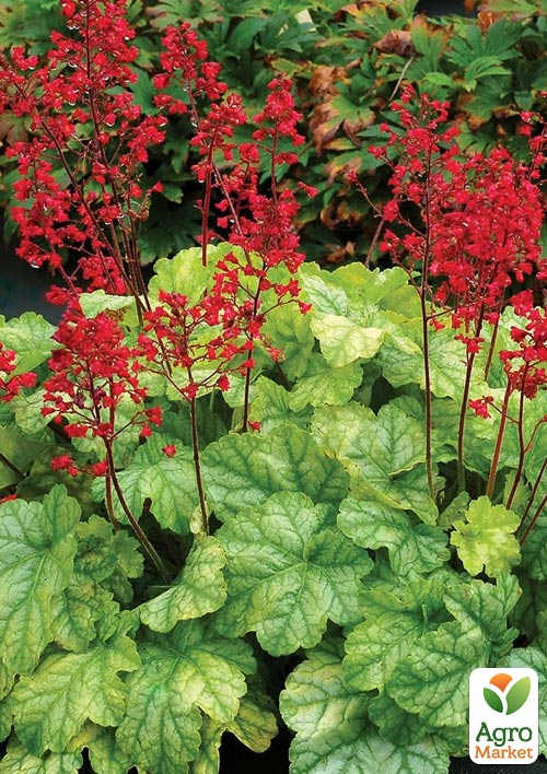

Гейхера (Heuchera) Tokyo С1 (высота 15-30см)