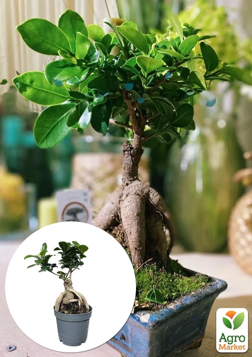 

Бонсай Ginseng