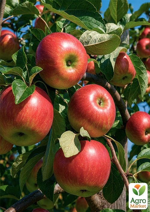 

Яблуня Ембасі (зимовий сорт, пізній термін дозрівання)
