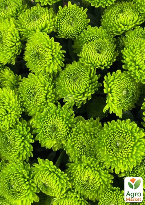 

Хризантема мультифлора шарообразная Makrut