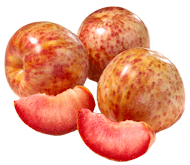 Гибрид сливы и абрикоса Гибрид сливы и абрикоса