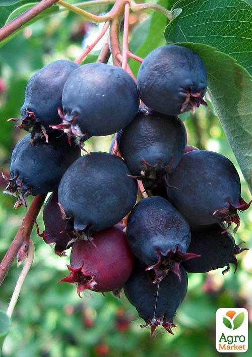 

Ирга ольхолистная Звездная ночь (самый вкусный сорт)