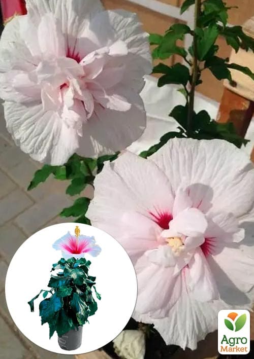 Гибискус сирийский "China Chiffon" С2, высота 20-40 см 1 саженец в упаковке