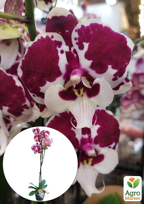 Орхидея (Phalaenopsis) "Leo Lilac" 1 саженец в упаковке (комнатный)