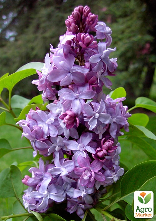 

Бузок 2-річний махровий Надія, С1.5