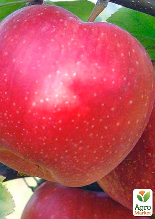 

Яблоня Эрли Квин (зимний сорт, поздний срок созревания)