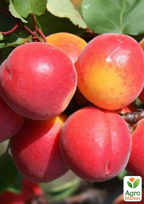 

Абрикос Приция (летний сорт, сверхранний срок созревания)