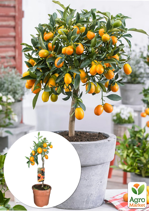 

LMTD Кумкват на штамбе с плодом 5-и летний Fortunella (45-65см)