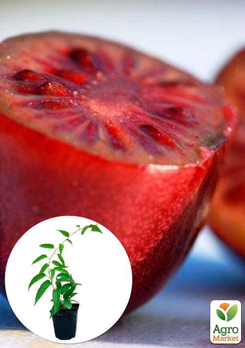 

Актинідія Кінс Ред (міні-ківі, морозостійкий сорт)