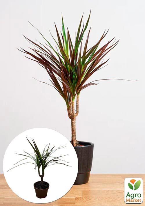 

Драцена Magenta висота 45-65см